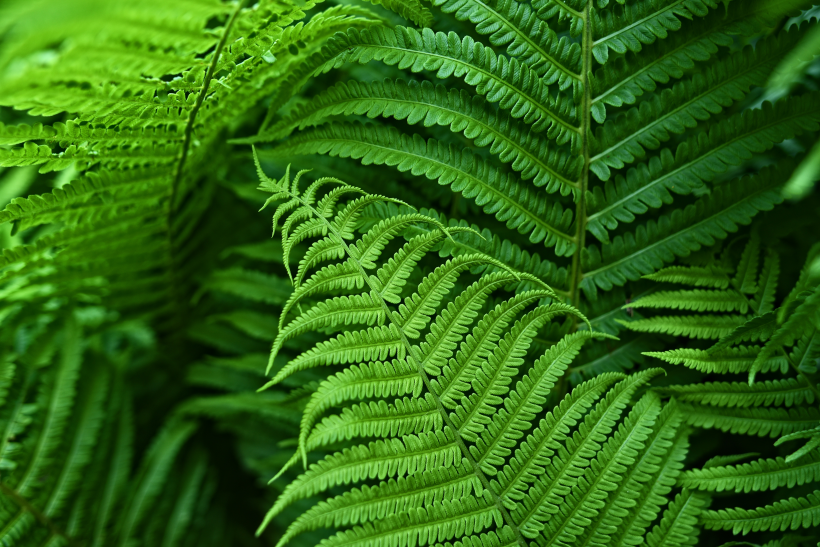 野生绿色蕨类植物图片