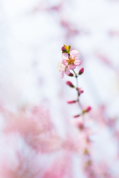 淡雅粉色桃花图片