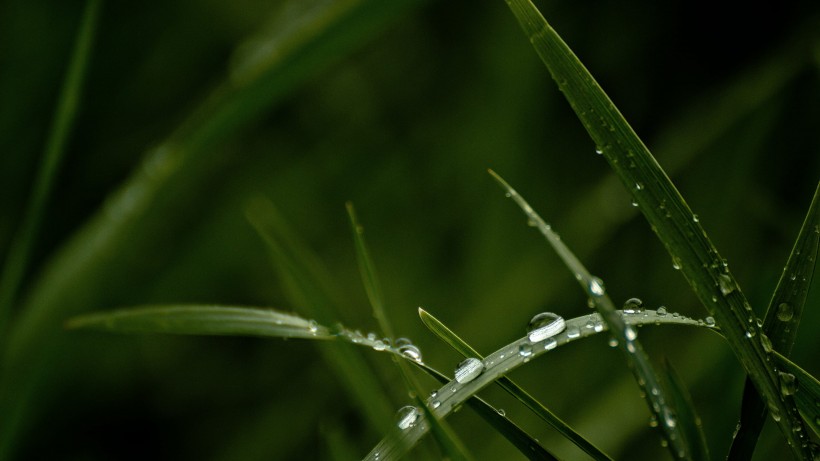 绿油油的青草图片