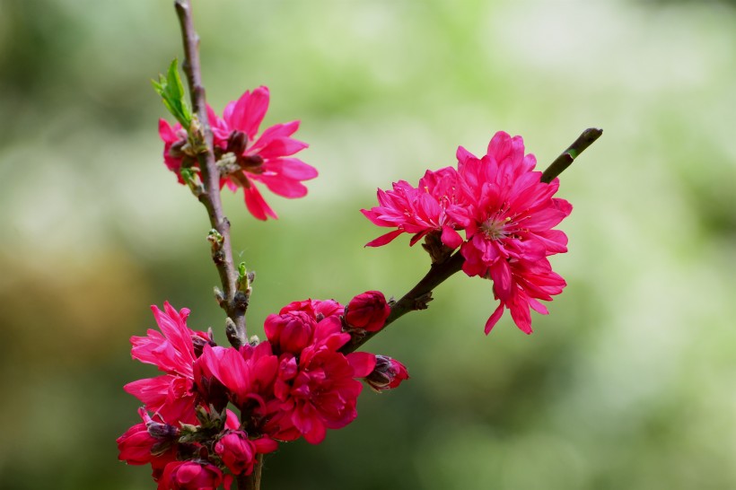 菊花桃图片