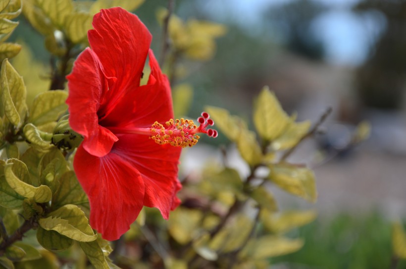 五颜六色娇柔的芙蓉花图片