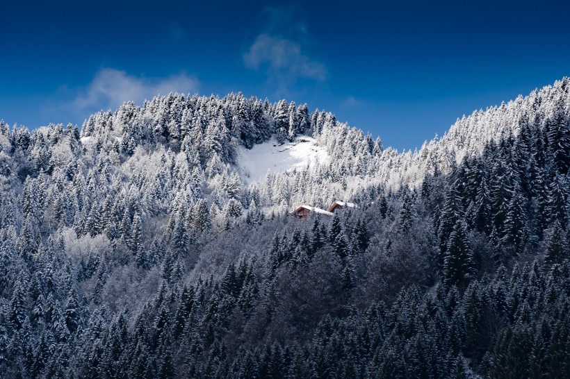 美丽的雪松图片