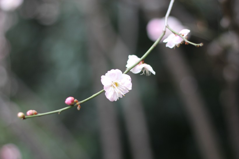 粉色的江梅花图片