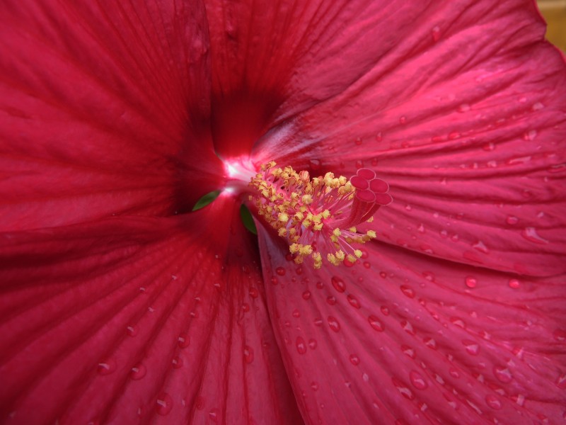 艳丽的粉色芙蓉花图片