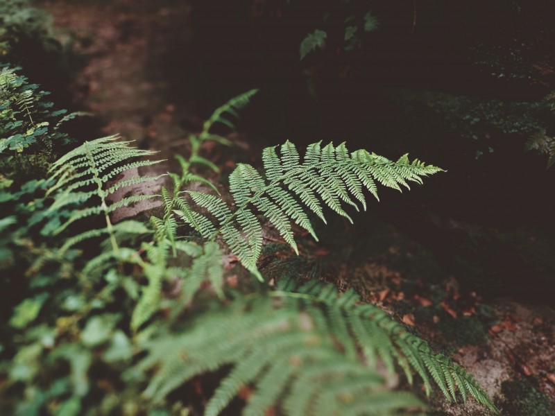 野生绿色蕨类植物图片