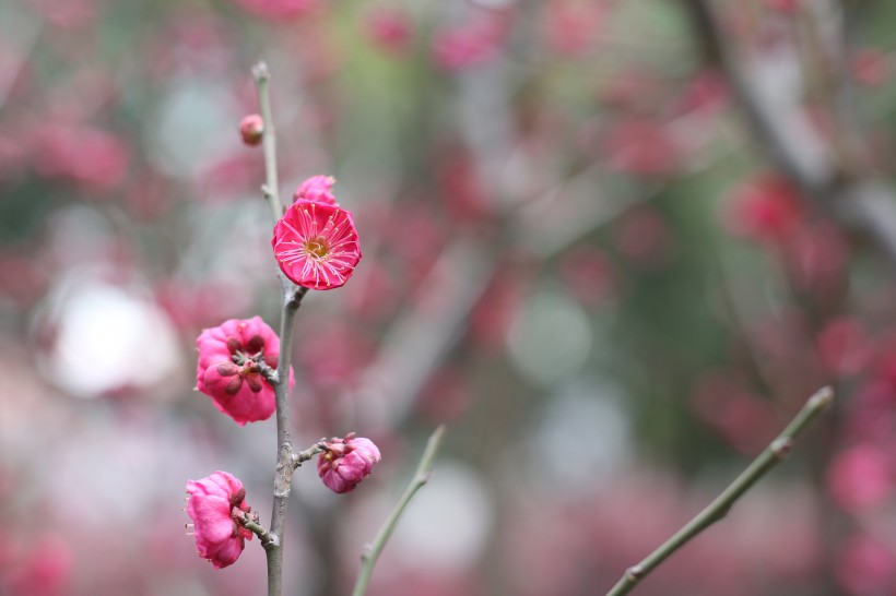 盛开的红梅花图片