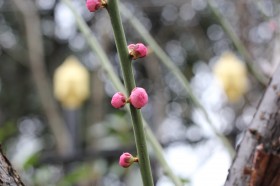 腊梅花骨朵图片(16张)