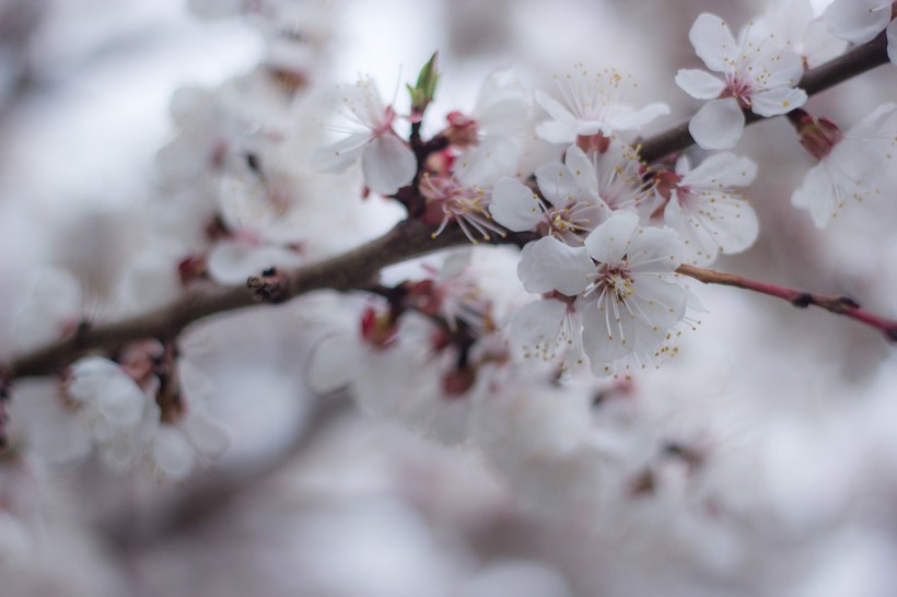 傲雪凌霜有气节的梅花图片