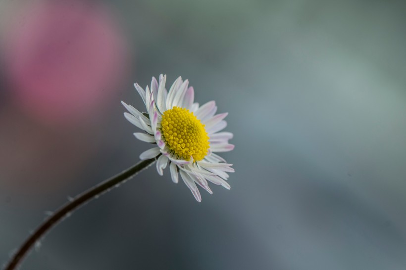 白色淡雅的雏菊花图片