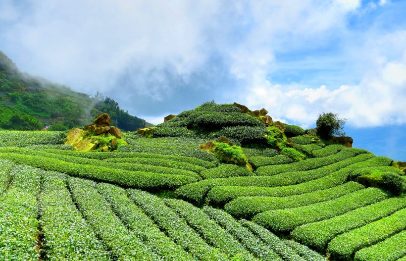 风景优美的茶树图片