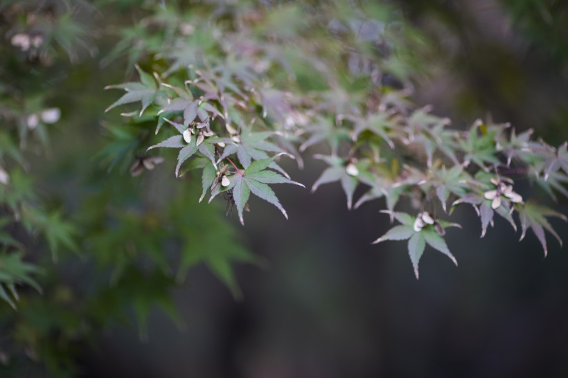 好看的枫树树叶图片