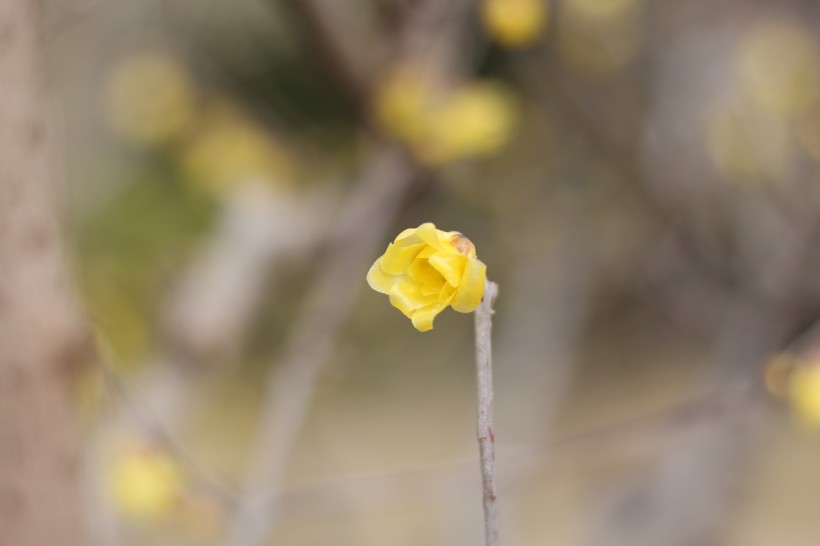 鹅黄色的腊梅花图片