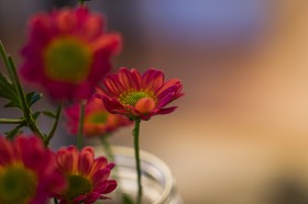 红色的雏菊花图片(9张)