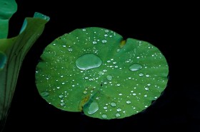 雨后池塘中的荷叶图片(8张)