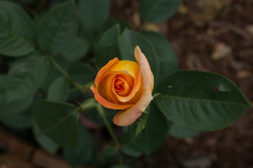 植物园里的月季花图片