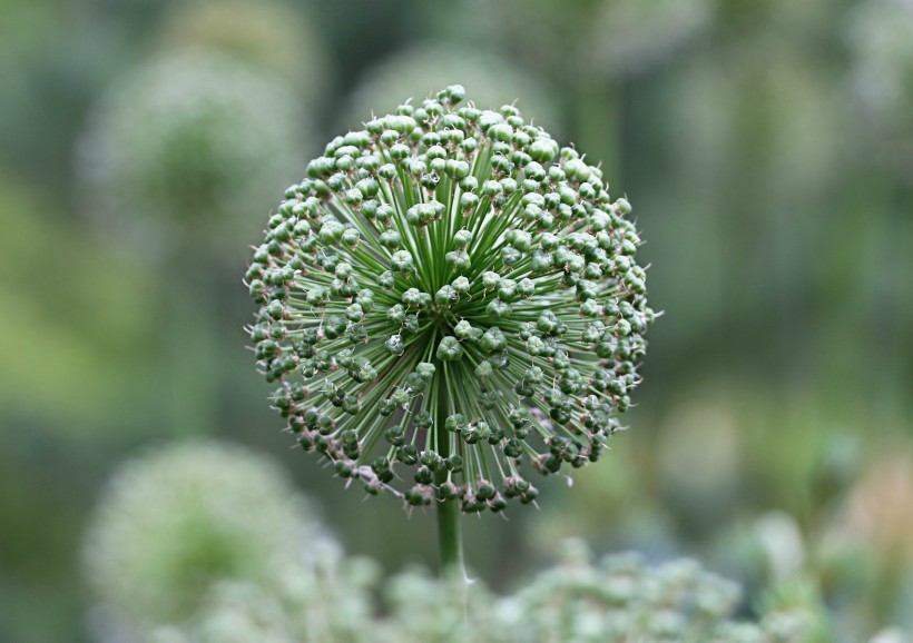 盛开的韭菜花图片