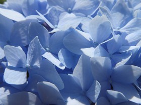 花型饱满味道清香的蓝色绣球图片(35张)