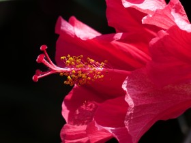 艳丽的粉色芙蓉花图片(13张)