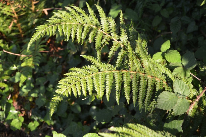 绿色蕨类植物图片