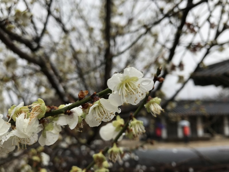 雪白的梨花图片