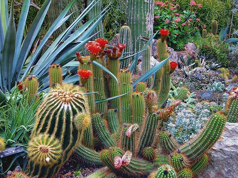 多肉植物仙人掌图片