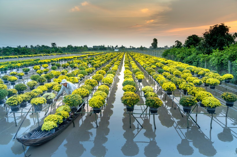 水上花圃图片