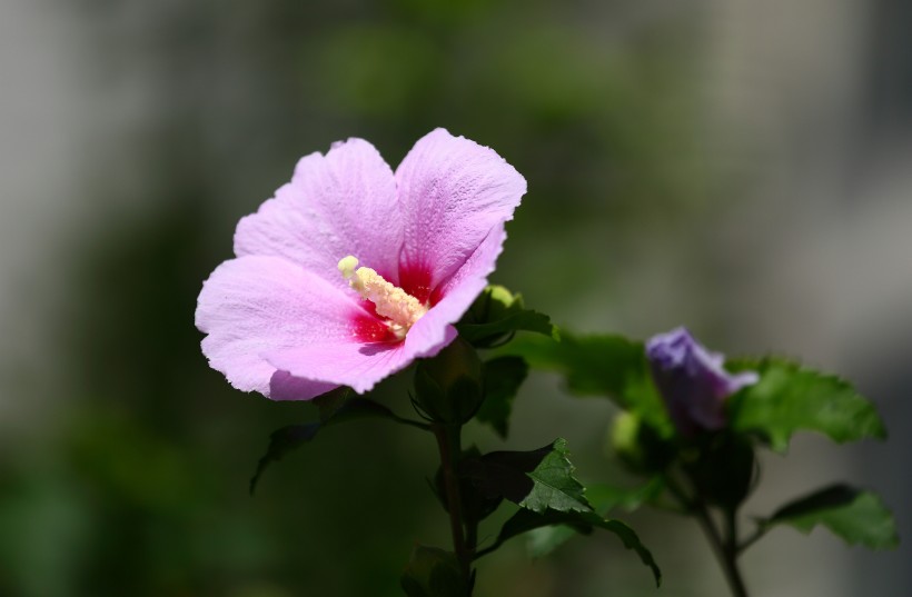 木槿花图片