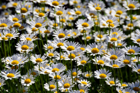 一簇白色的雏菊花图片(16张)