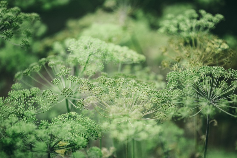 花园里的花花草草图片