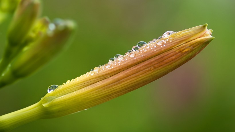 金针花图片