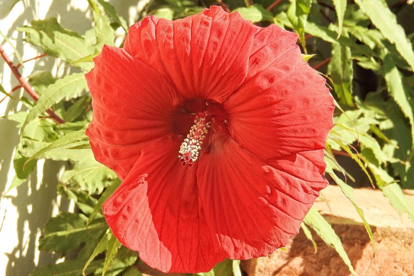 各种颜色的芙蓉花图片