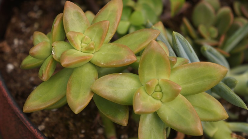 多肉植物特写图片