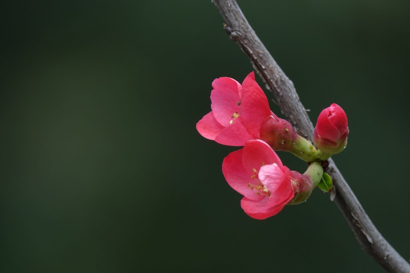 玫红色的海棠花图片