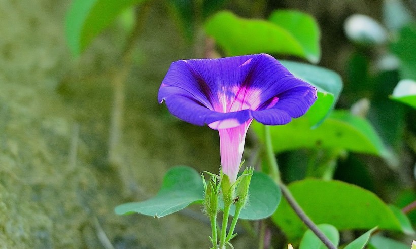 牵牛花图片