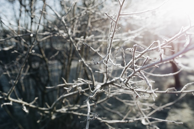 冰雪覆盖的植物图片