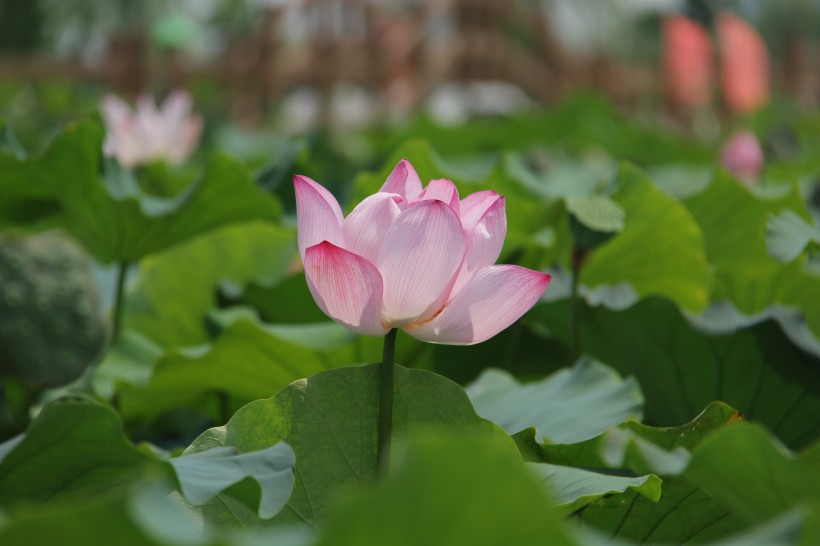 夏日清香荷花图片