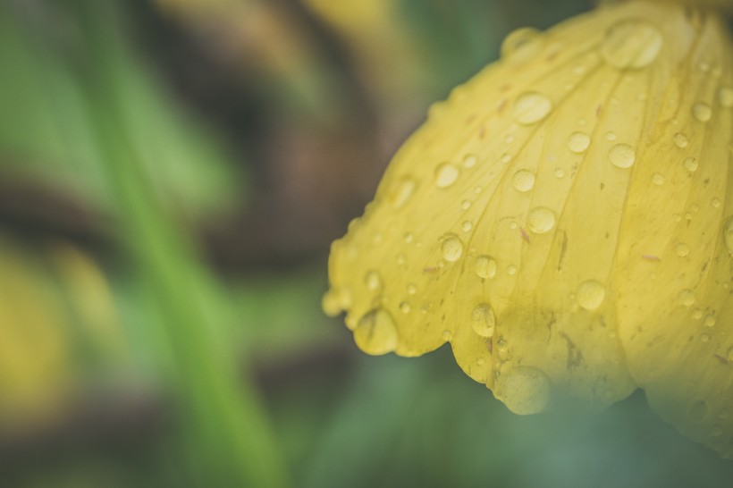 沾满水珠的鲜花图片