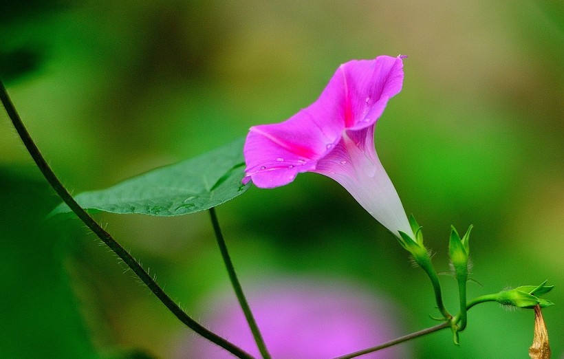 牵牛花图片