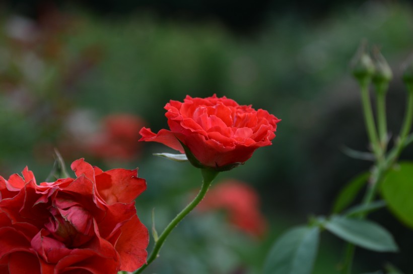 生命力旺盛的月季花图片