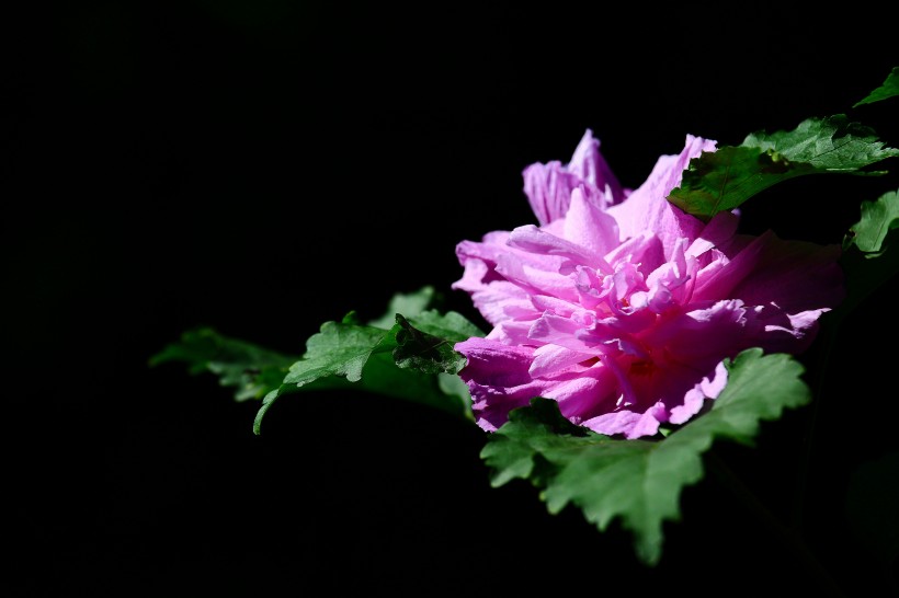 木槿花图片