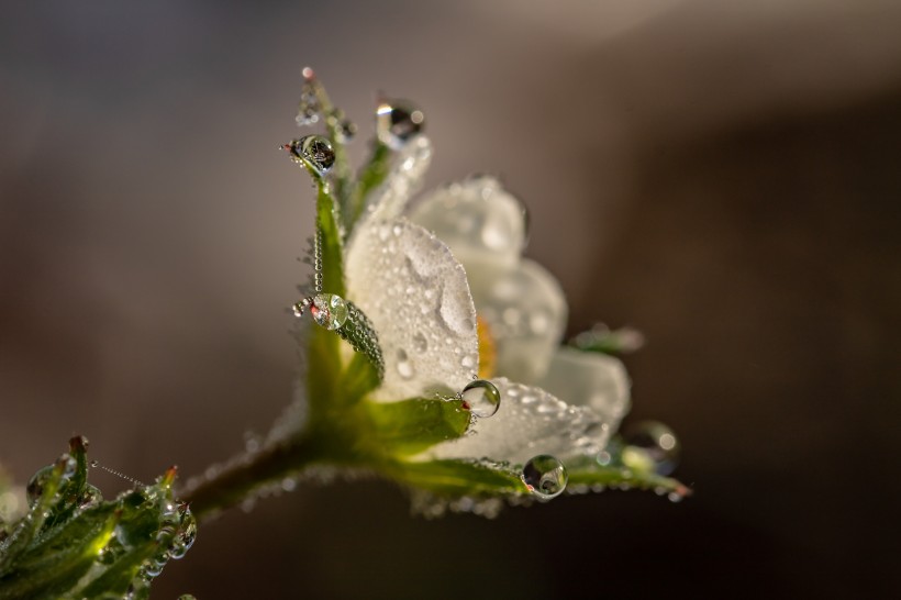 鲜花上透明的水滴图片