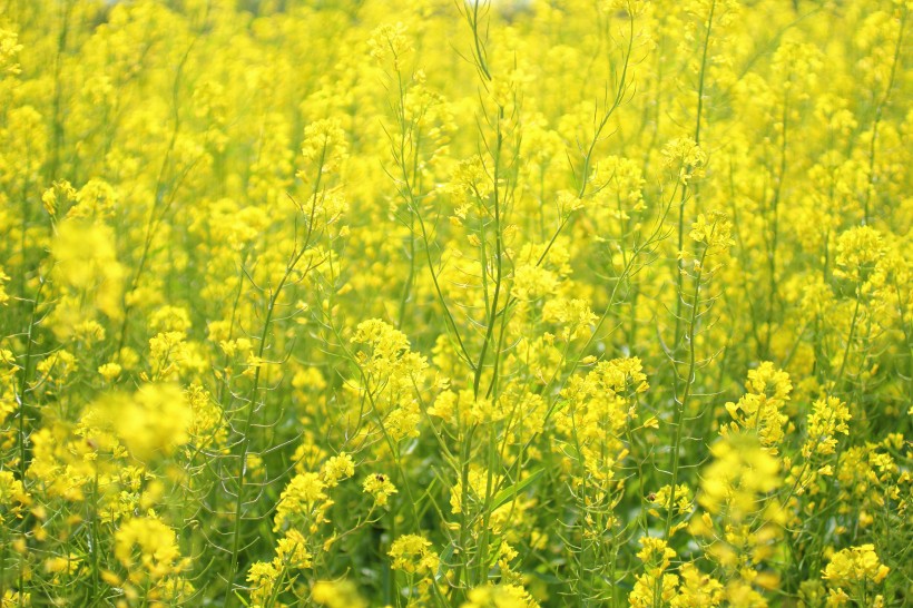 金黄色的油菜花图片