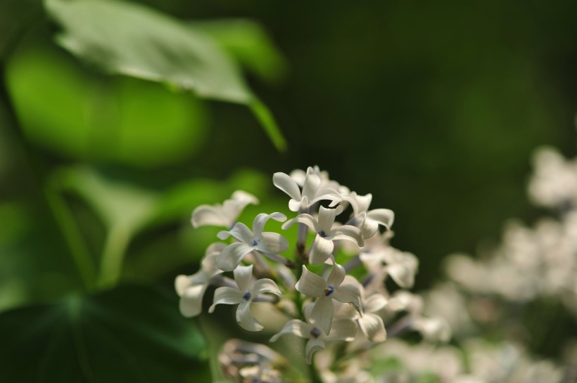 淡雅丁香花图片