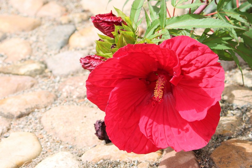 艳丽的粉色芙蓉花图片