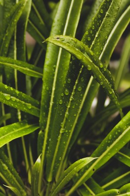 雨后的绿叶图片(12张)