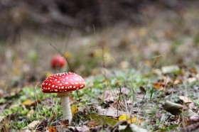 野生的蘑菇图片(12张)