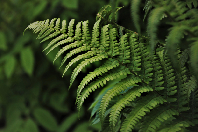 野生绿色蕨类植物图片