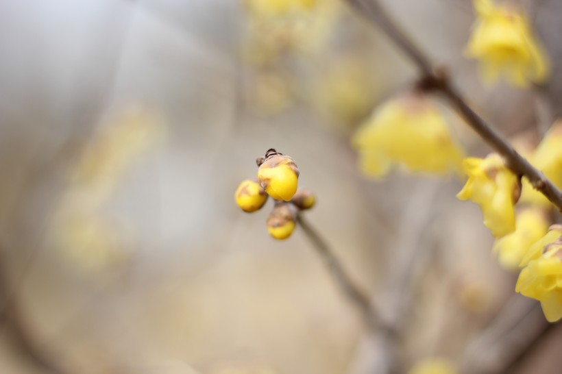 鹅黄色的腊梅花图片