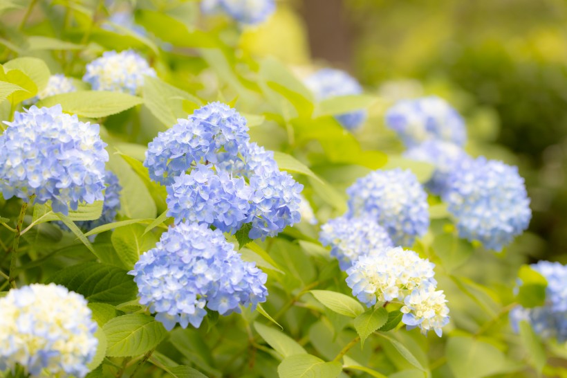 花团锦簇的绣球鲜花图片