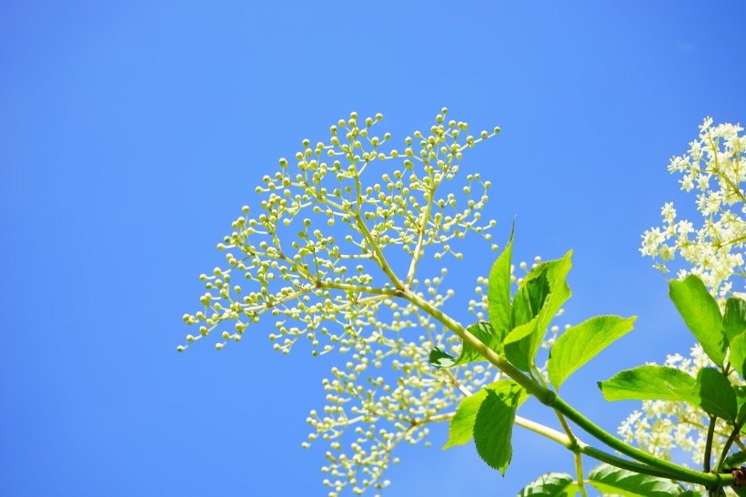 接骨木鲜花图片